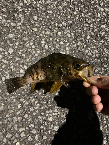 メバルの釣果