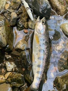 アマゴの釣果