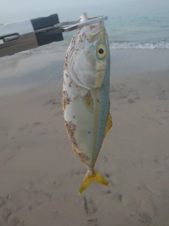 ツバスの釣果