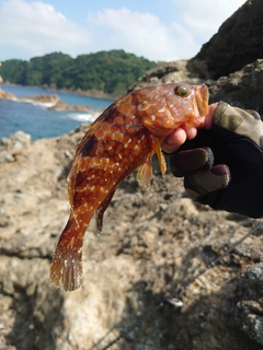 アコウの釣果