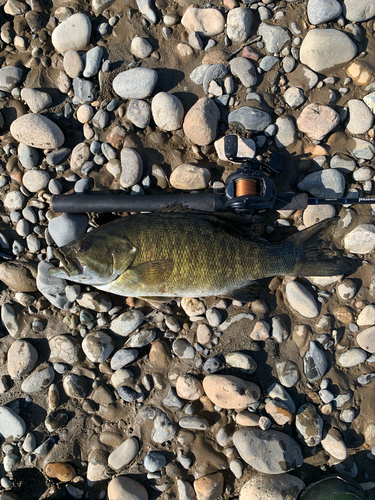 スモールマウスバスの釣果