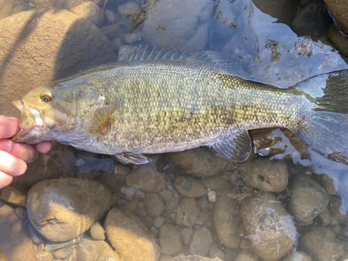 スモールマウスバスの釣果