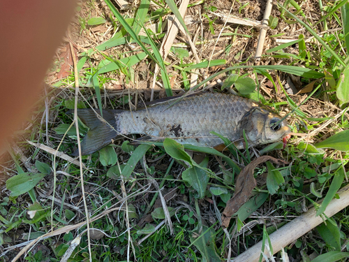 フナの釣果