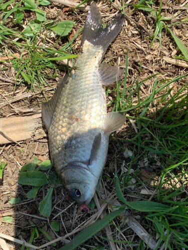 フナの釣果