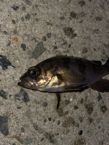 メバルの釣果