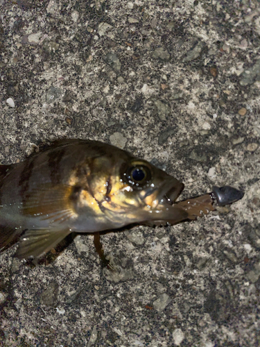 メバルの釣果