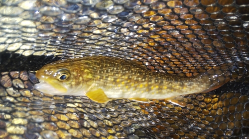 ニッコウイワナの釣果