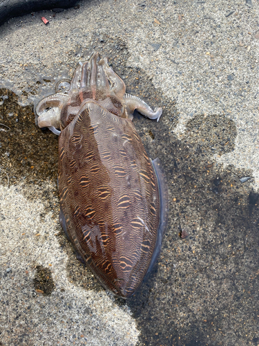 モンゴウイカの釣果