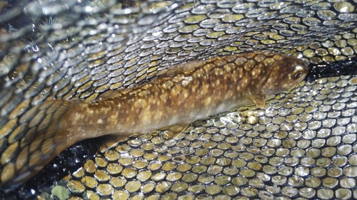 ニッコウイワナの釣果