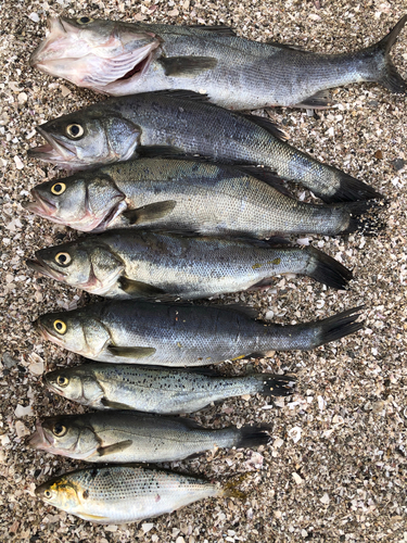 セイゴ（タイリクスズキ）の釣果