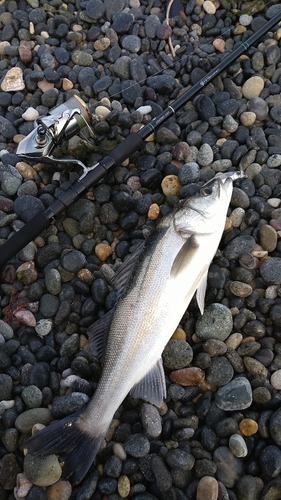 セイゴ（マルスズキ）の釣果