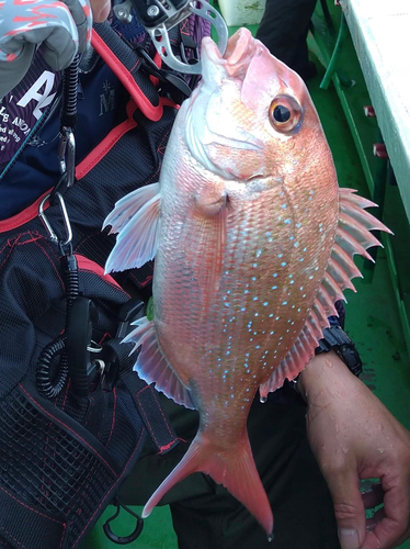 タイの釣果