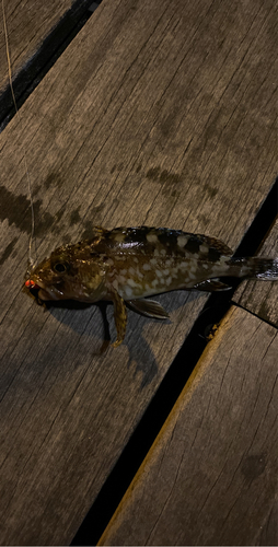 カサゴの釣果