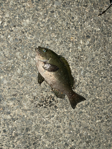 メジナの釣果