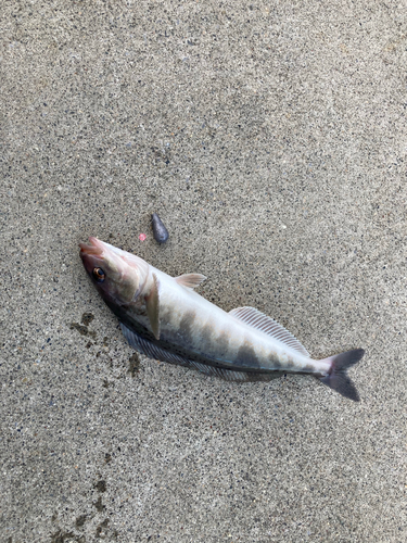 ホッケの釣果