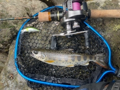 アマゴの釣果