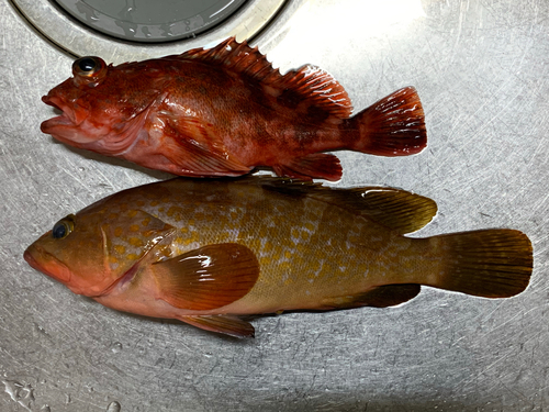 アコウの釣果