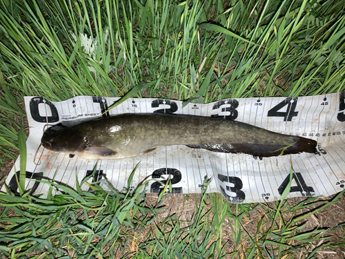 ナマズの釣果