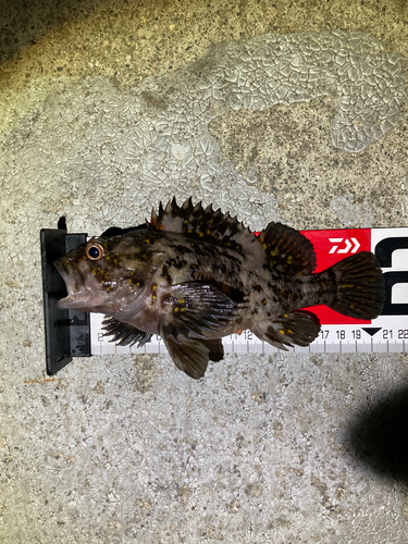 オウゴンムラソイの釣果