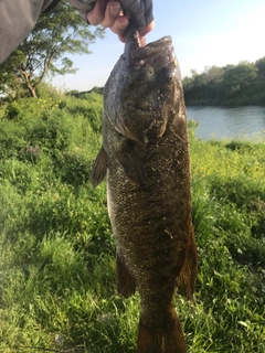 スモールマウスバスの釣果