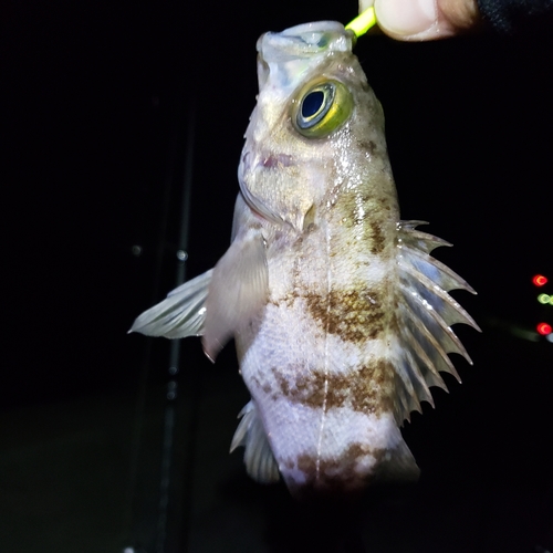 メバルの釣果