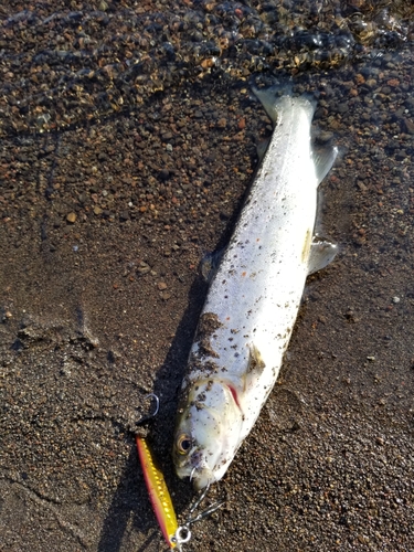 ブラウントラウトの釣果