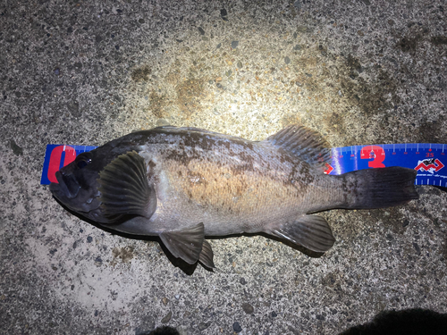 クロソイの釣果