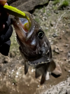 クロソイの釣果