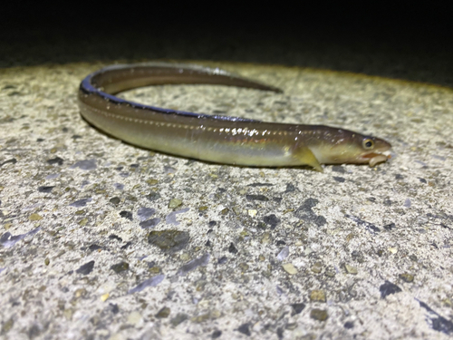 アナゴの釣果