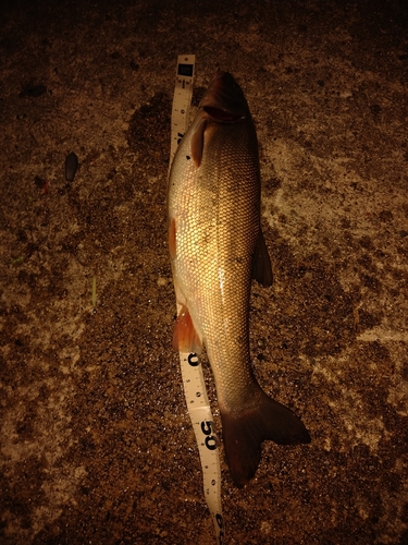 マルタウグイの釣果