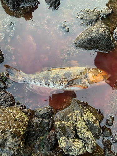 アイナメの釣果