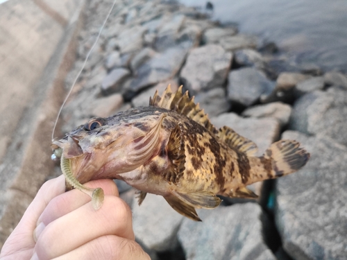 タケノコメバルの釣果