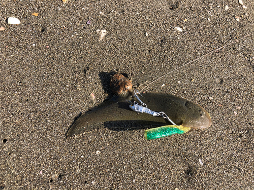 シタビラメの釣果