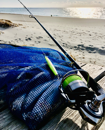 コノシロの釣果