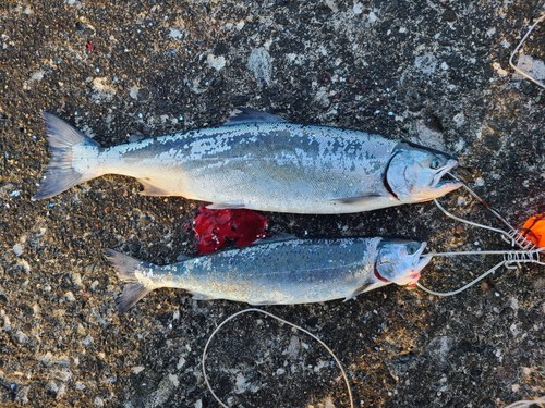 サクラマスの釣果