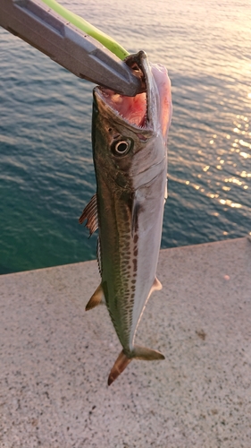 サゴシの釣果