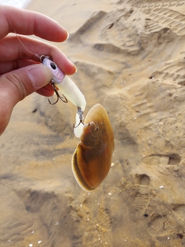 シタビラメの釣果