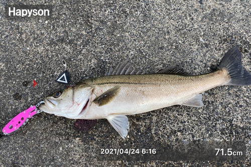 シーバスの釣果