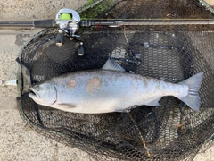 サクラマスの釣果