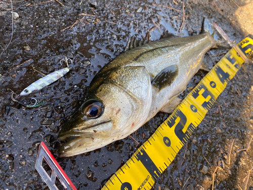 シーバスの釣果