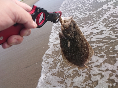 ヒラメの釣果