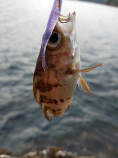 シロメバルの釣果