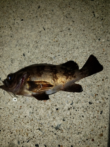 シロメバルの釣果