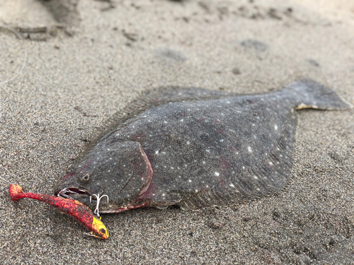 ヒラメの釣果