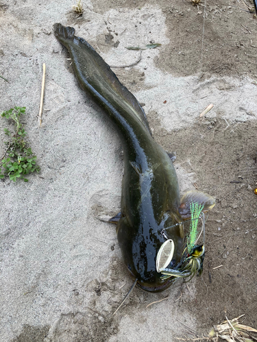 ナマズの釣果