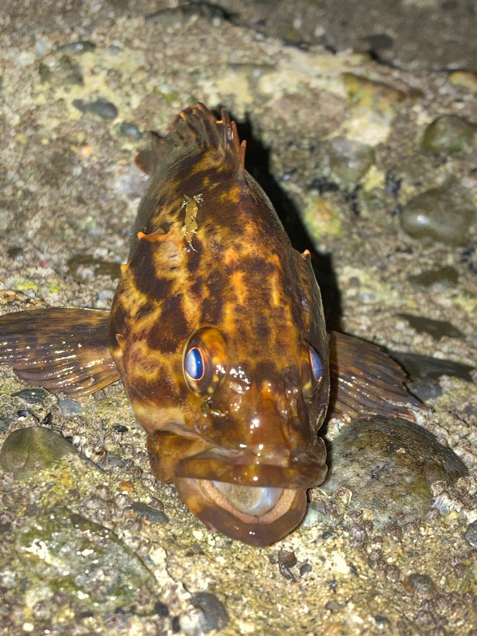 タケノコメバル