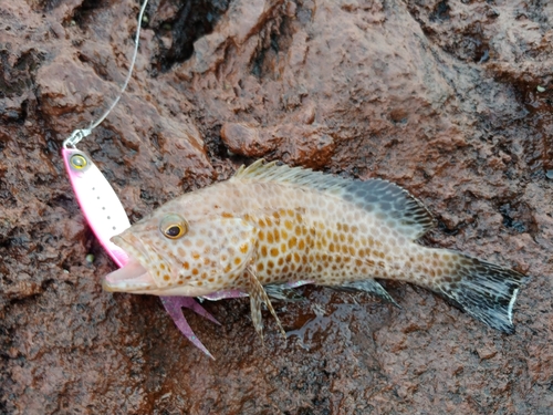 オオモンハタの釣果