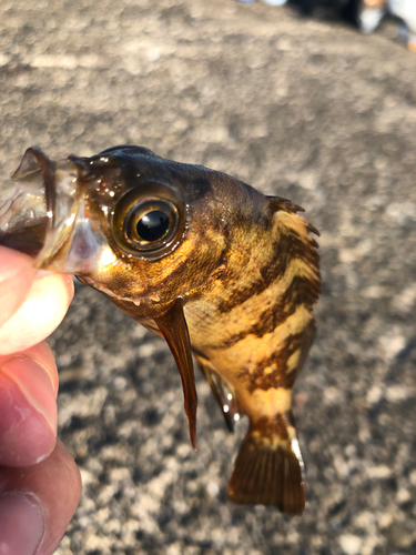 メバルの釣果