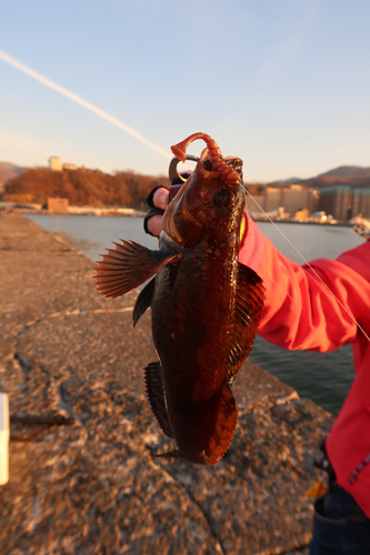 アイナメの釣果