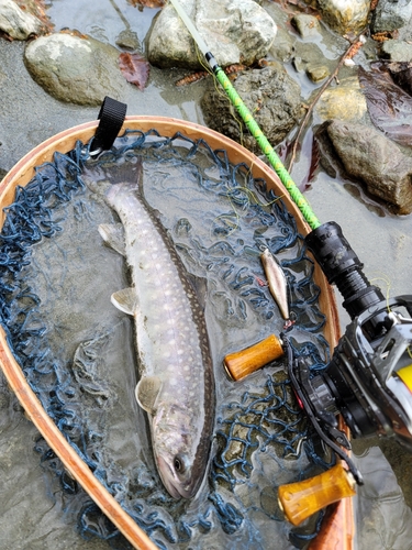 イワナの釣果